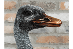 Luminosity Designs - Life Size Steampunk Emu Bust - Luminosity Designs Ltd